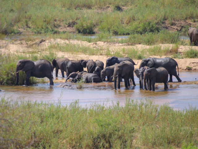 Sudafrica, Parco Kruger