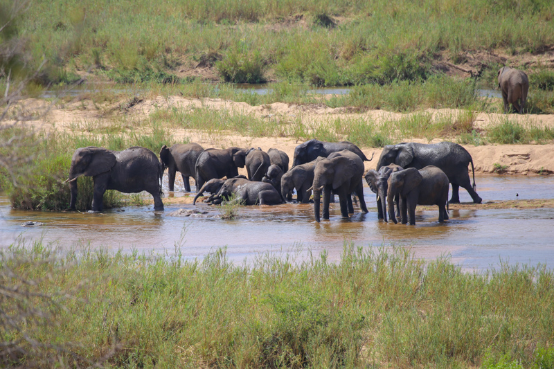 Sudafrica, Parco Kruger