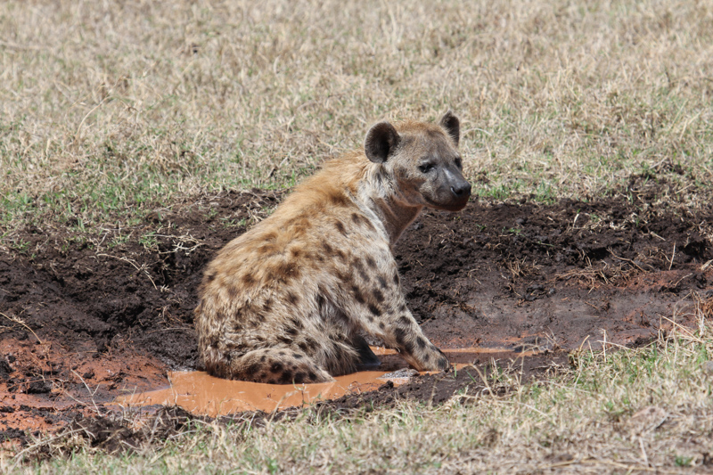 Tanzania, cratere di Ngorongoro
