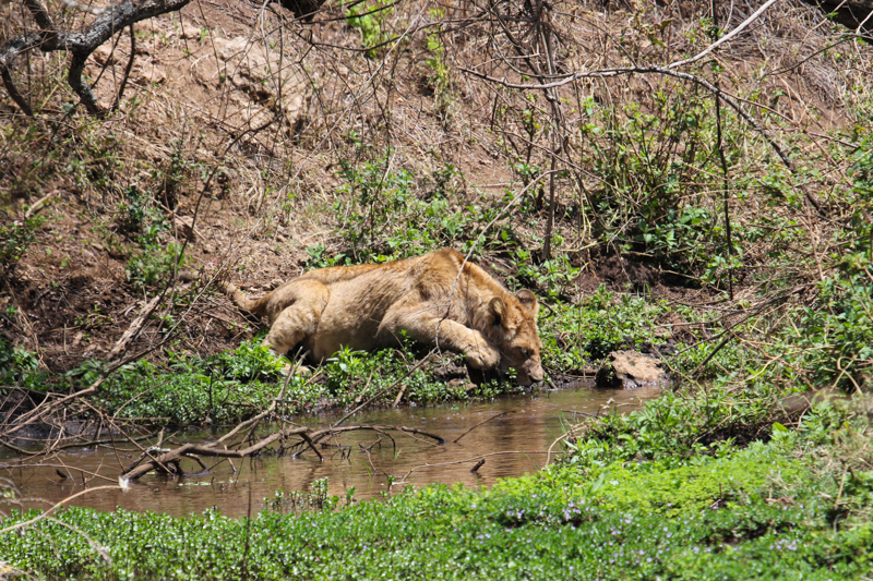 Tanzania, cratere di Ngorongoro