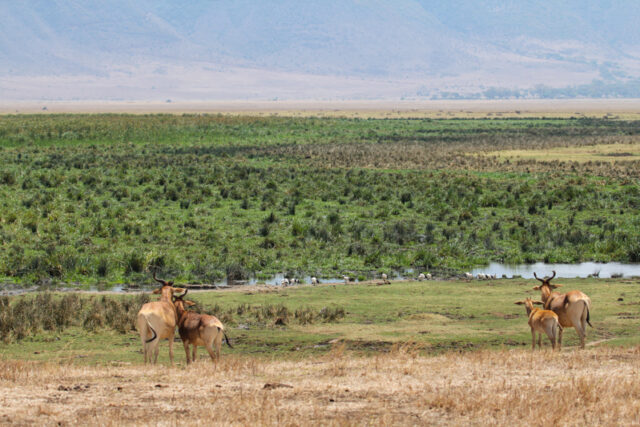 Safari nel cratere di Ngorongoro