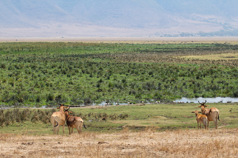 Tanzania, cratere di Ngorongoro