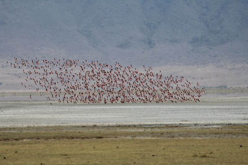 Tanzania, Ngorongoro