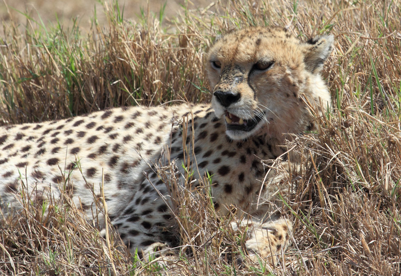Tanzania, cratere di Ngorongoro