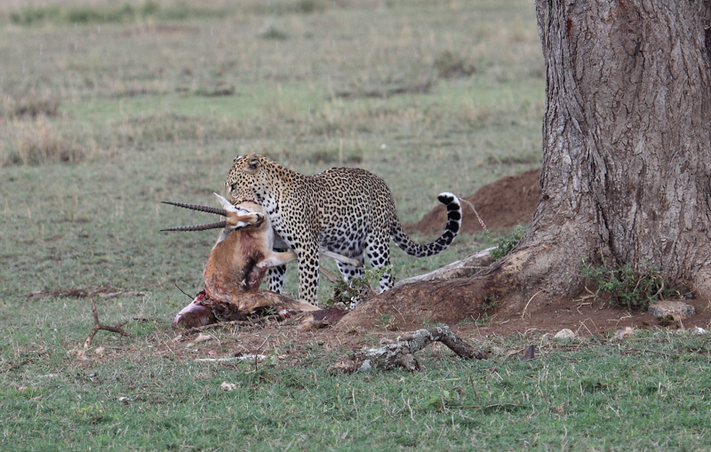 Tanzania, Parco Serengeti