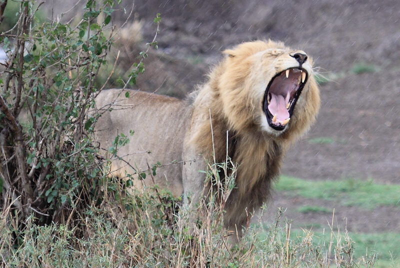 Tanzania, Parco Serengeti