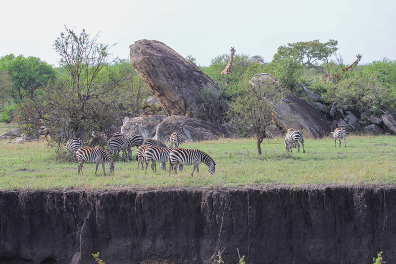 Tanzania, Parco Serengeti
