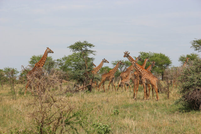 Parco del Serengeti, guida alla visita
