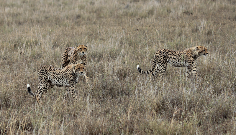 Tanzania, Parco Serengeti