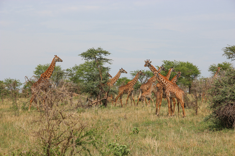 Tanzania, Parco Serengeti