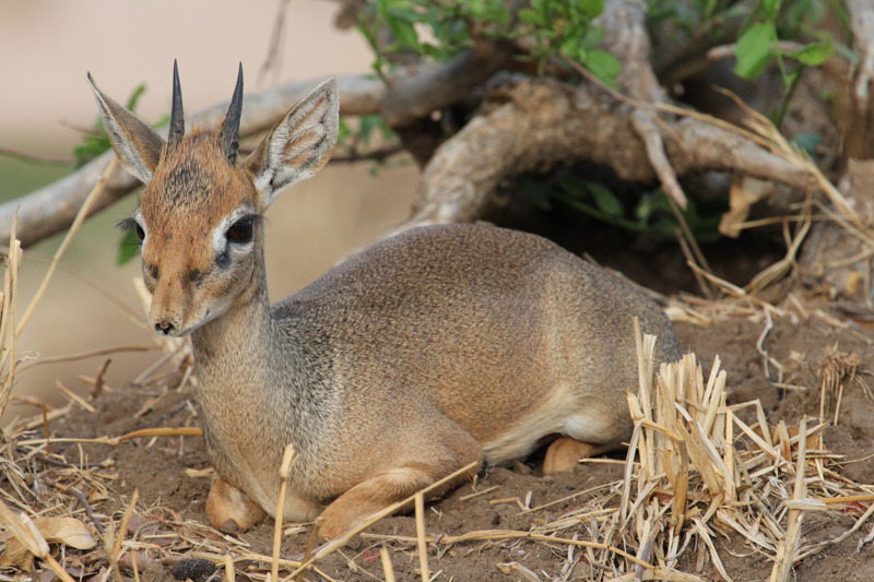 Tanzania, Parco Tarangire