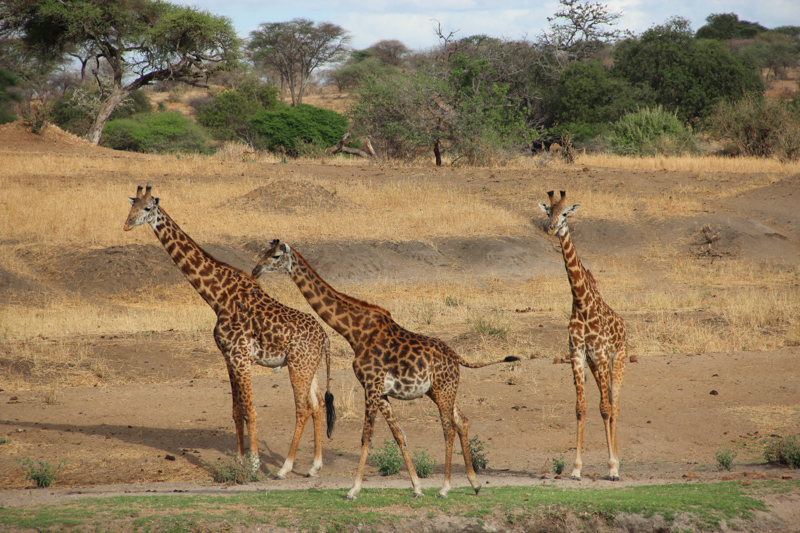 Tanzania, Parco Tarangire