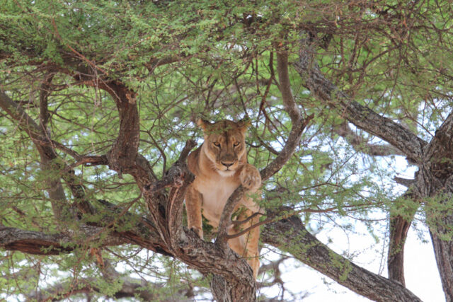 Safari nel Parco Tarangire