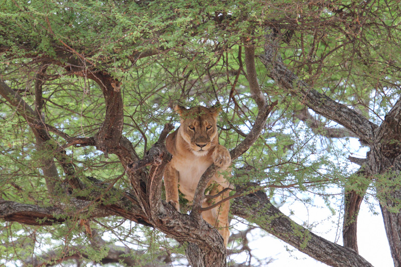 Tanzania, Parco Tarangire