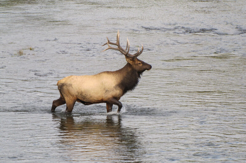 USA, Yellowstone