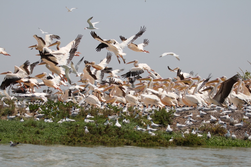 Senegal, Saint Louis