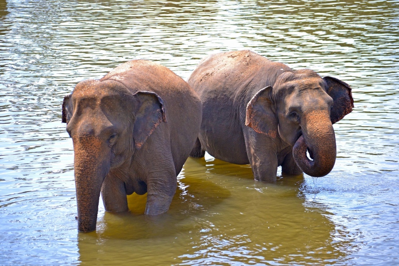 Sri Lanka, Kandy