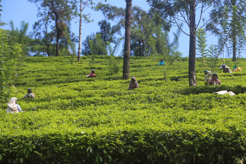 Sri Lanka, Kandy
