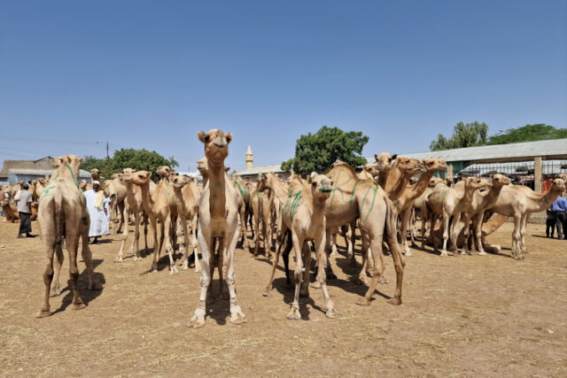 Il mercato del bestiame di Hargheisa