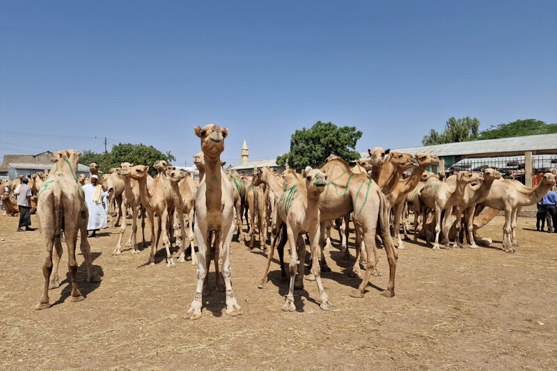 Somaliland, Hargheisa