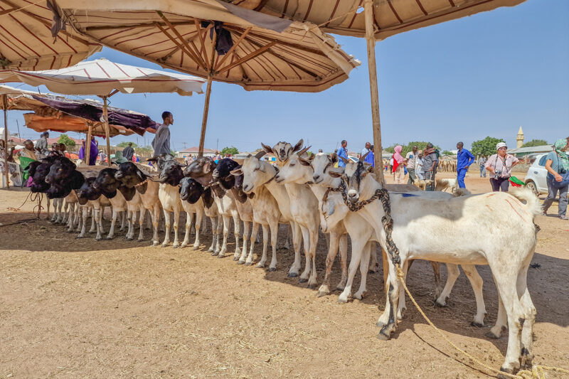 Somaliland, Hargheisa