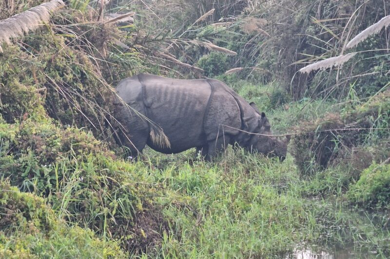 Nepal, Parco di Chitwan