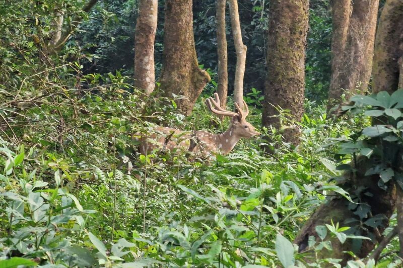 Nepal, Parco di Chitwan