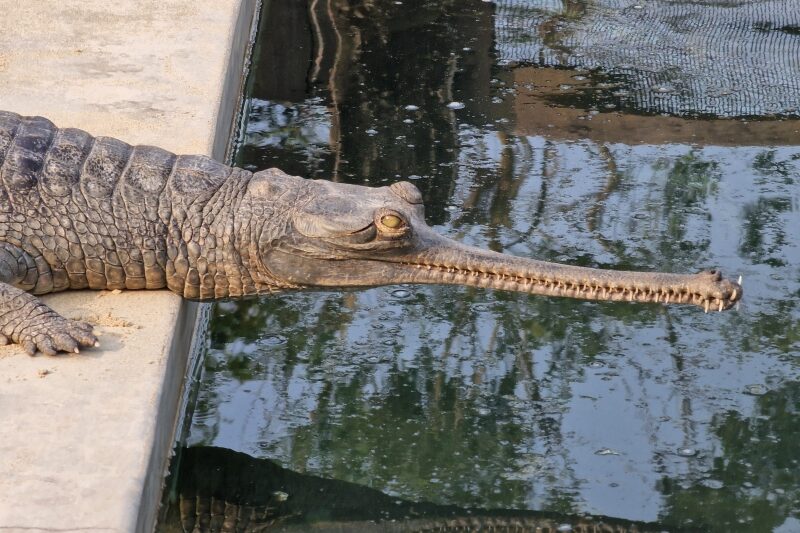Nepal, Parco di Chitwan