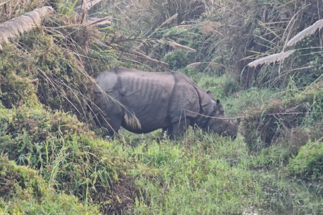 Cosa fare nel Parco di Chitwan