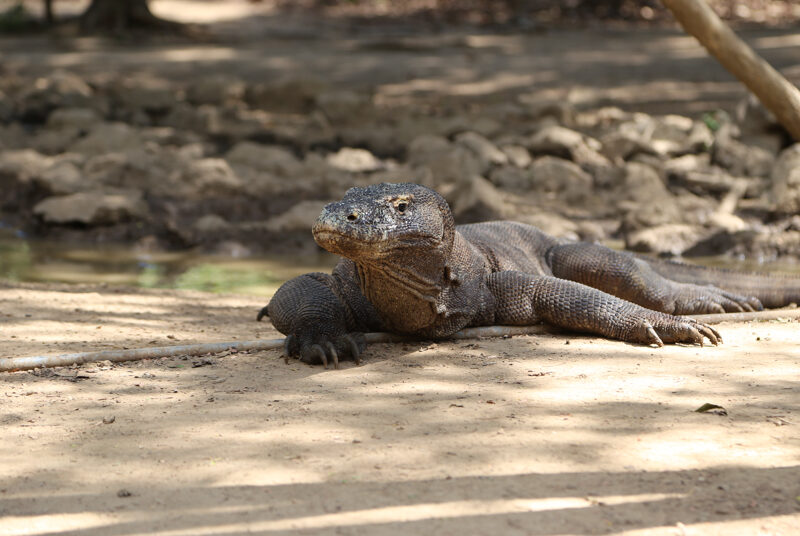 Indonesia, parco di Komodo
