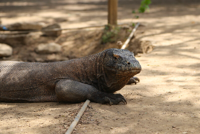 Indonesia, parco di Komodo