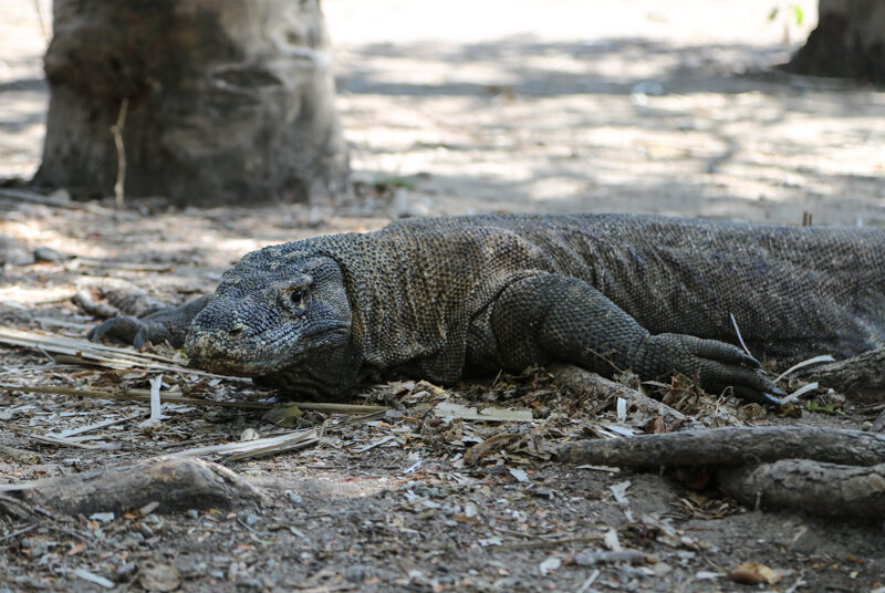 Indonesia, parco di Komodo