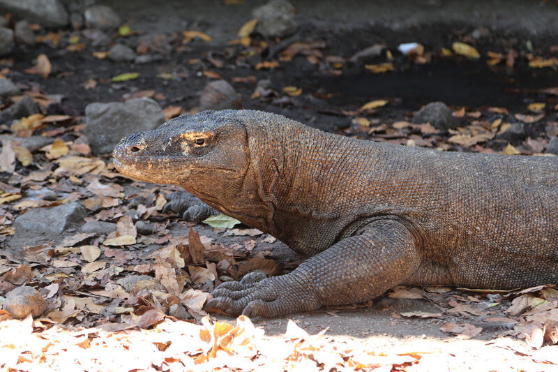 Indonesia, drago di Komodo