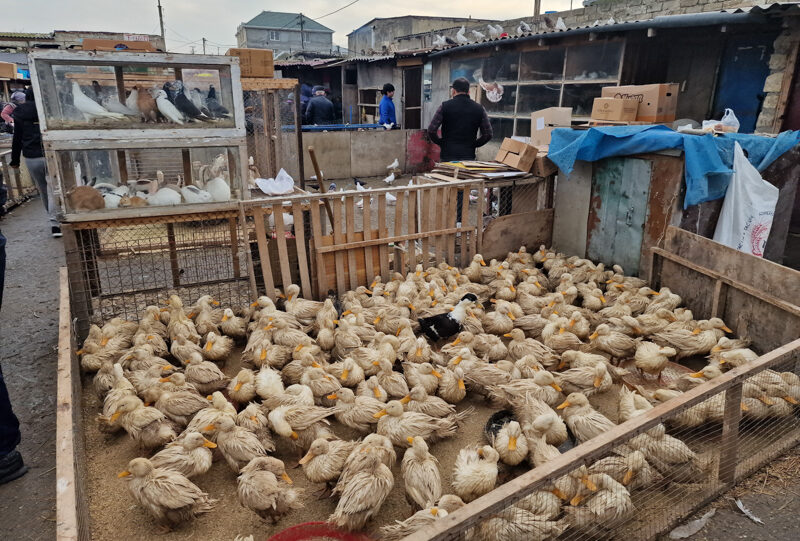 Baku, mercato di Sabunchu