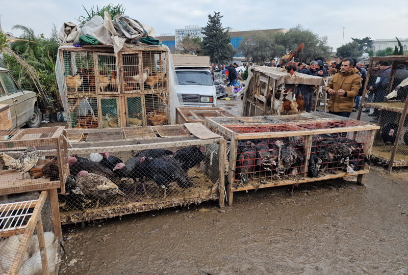 Baku, mercato di Sabunchu