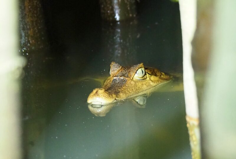 Brasile, Delta del Rio Parnaiba