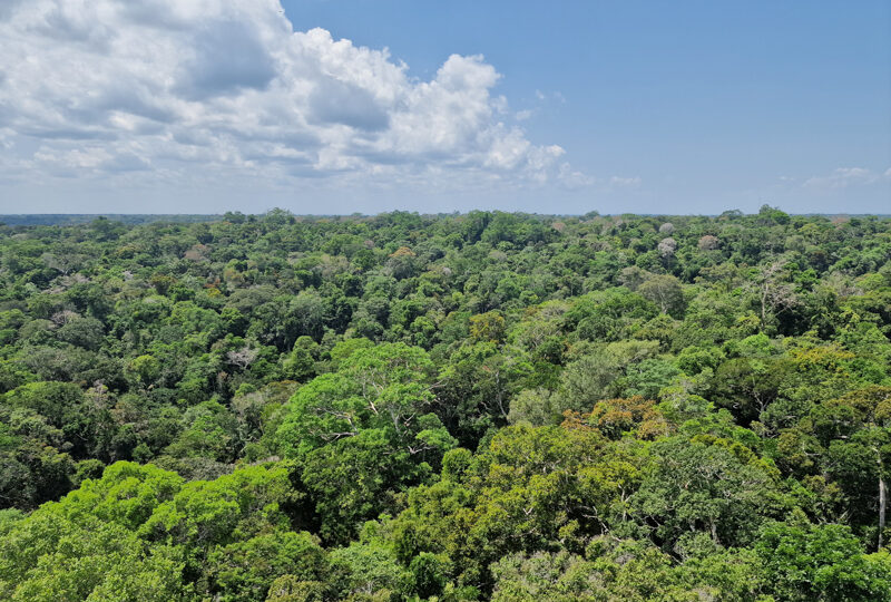 Brasile, Manaus
