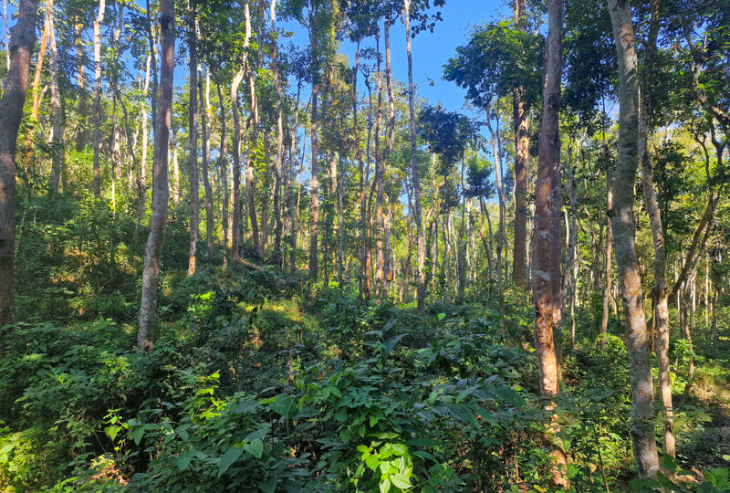 Bangladesh, Sreemangal