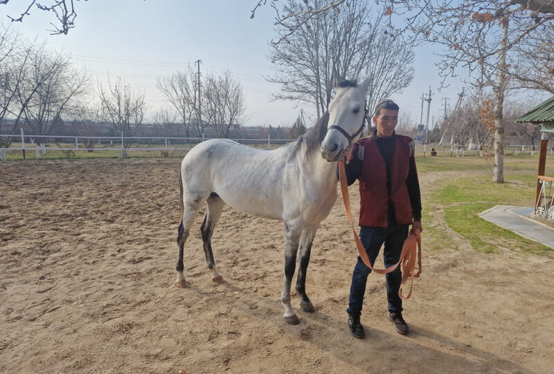 Turkmenistan, un cavallo Akhal Teke