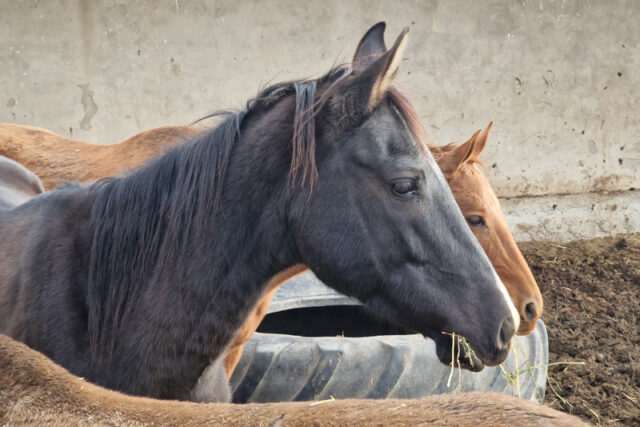 I Cavalli Akhal Teke del Turkmenistan: I Tesori Dorati del Deserto