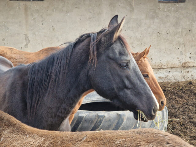 I Cavalli Akhal Teke del Turkmenistan: I Tesori Dorati del Deserto
