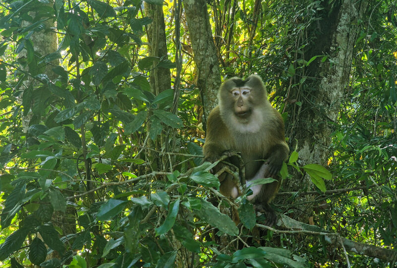 Bangladesh, Foresta di Lawachara