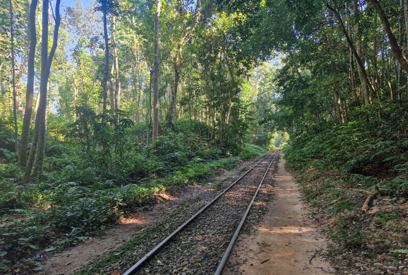 Bangladesh, Foresta di Lawachara