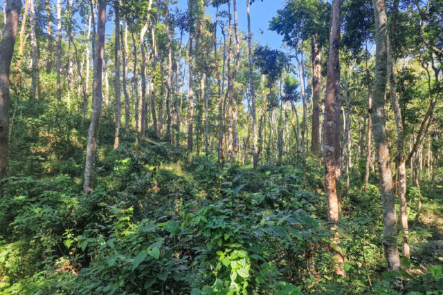 Esplorare la Foresta di Lawachara: Un Tesoro Naturalistico del Bangladesh