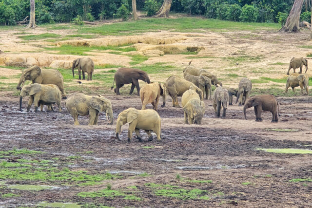 Parco Nazionale Dzanga-Sangha: il cuore selvaggio della foresta del Congo