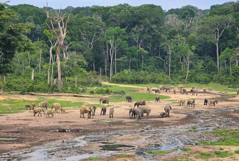 Repubblica Centrafricana, Dzanga Sangha