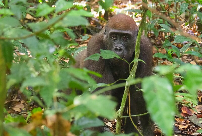 Congo, Nouabale Ndoki
