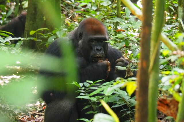 Parco Nazionale Nouabale Ndoki: Avventura nella Foresta Incontaminata del Congo