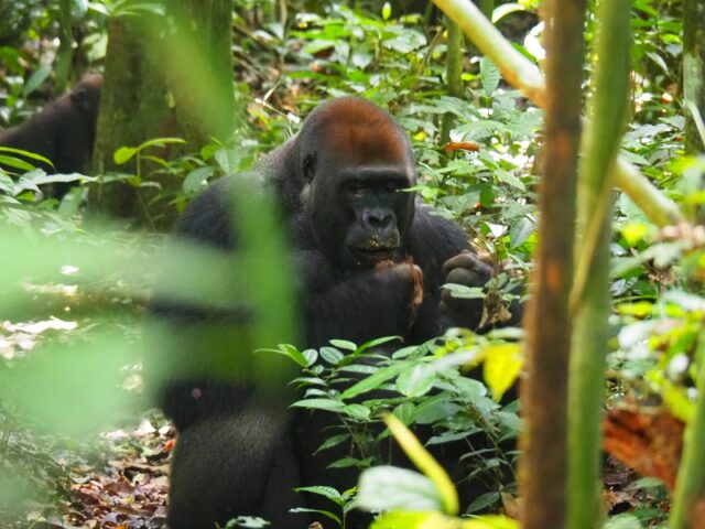 Congo, Nouabale Ndoki