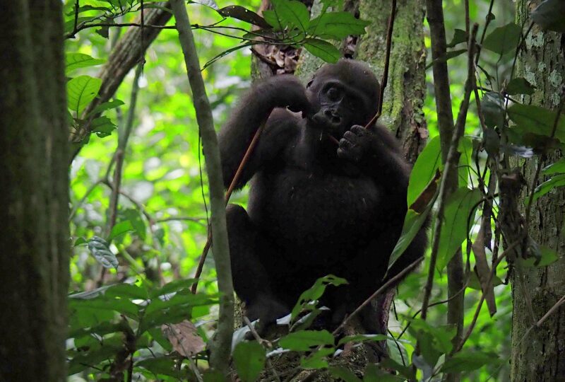 Congo, Nouabale Ndoki